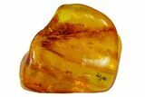 Fossil Ant (Formicidae) In Baltic Amber #145480-1